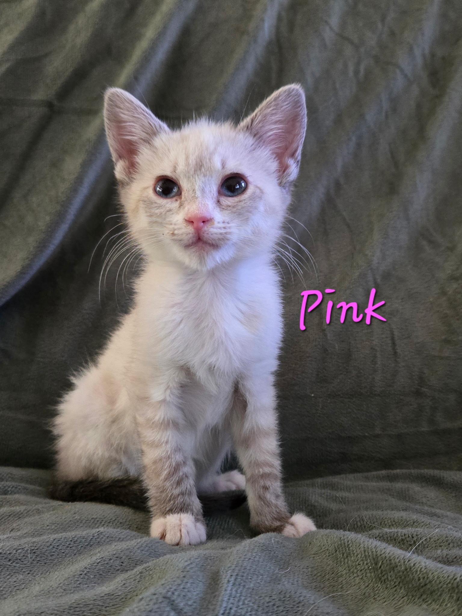 Enlarge KITTENS- Pink and Floyd, a ADOPTABLE mixed breed in Granby, CT image 3/4