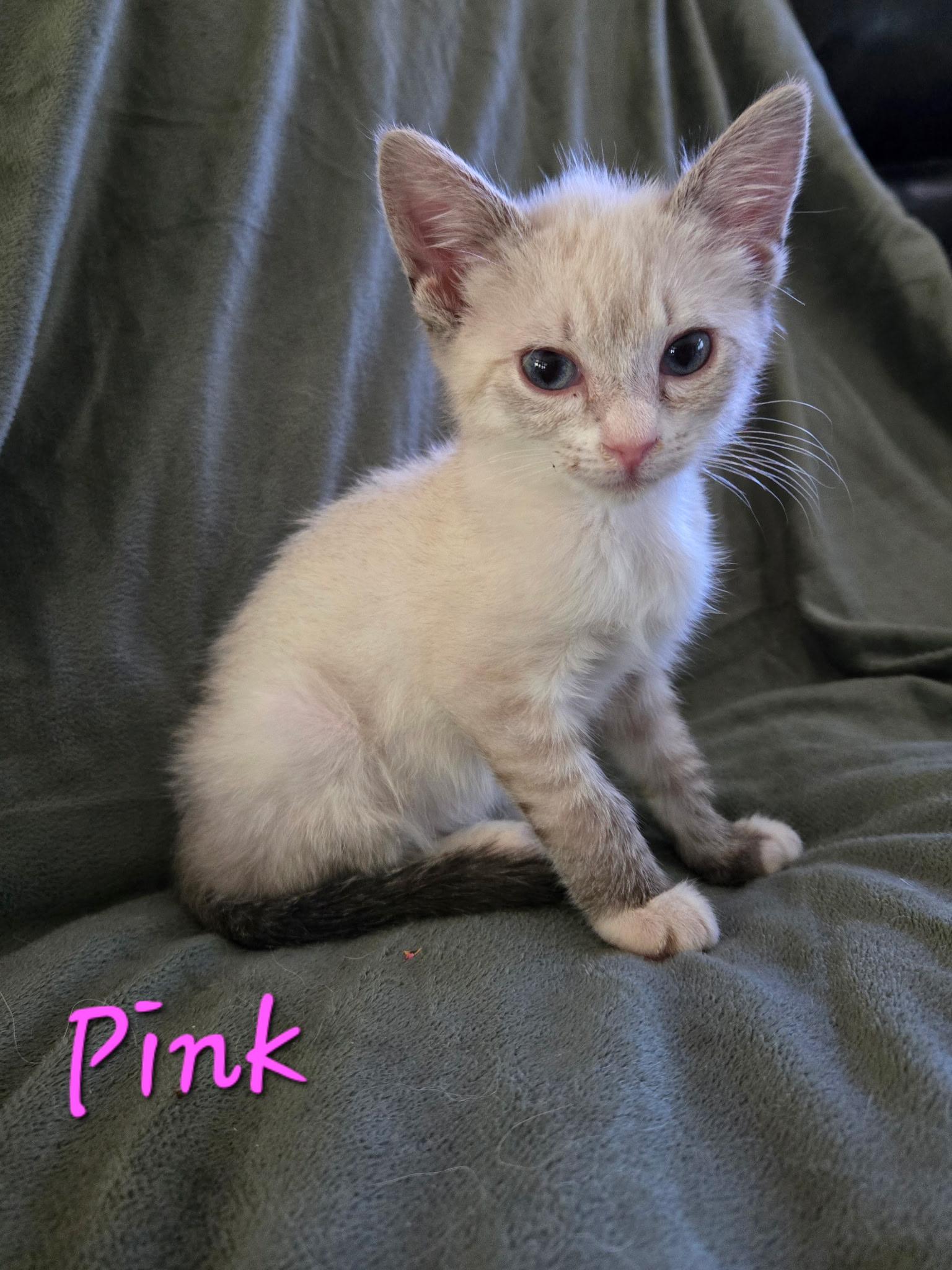 Enlarge KITTENS- Pink and Floyd, a ADOPTABLE mixed breed in Granby, CT image 2/4