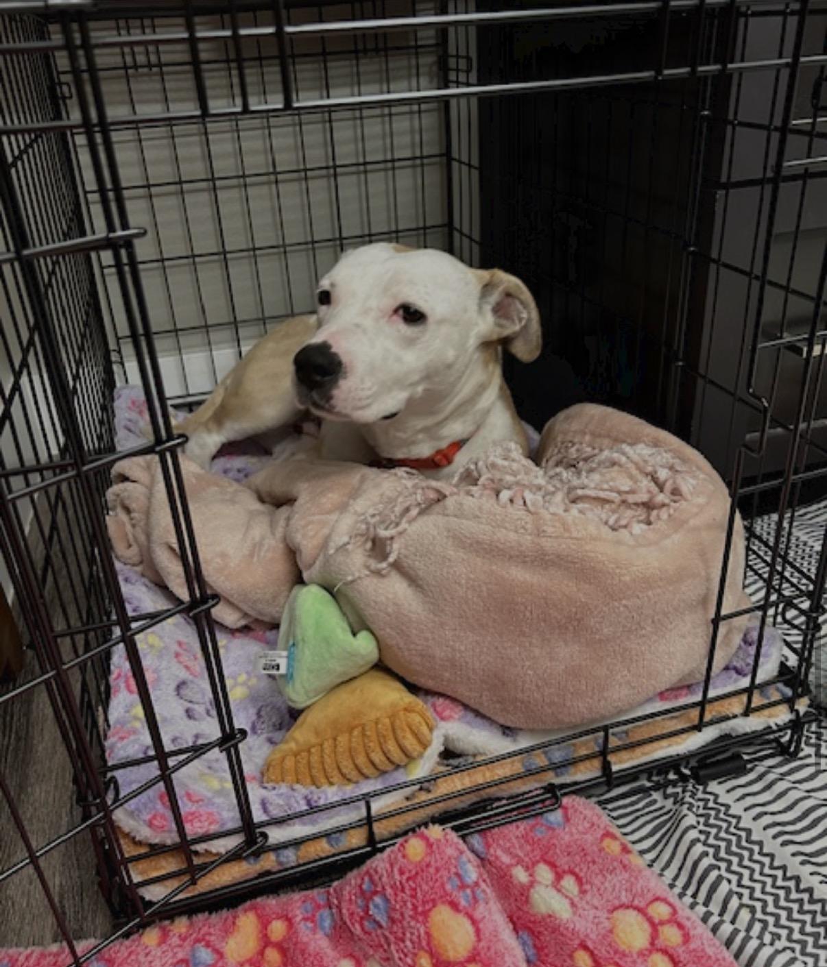 Jewel, a ADOPTABLE mixed breed in Tarzana, CA image 6/6