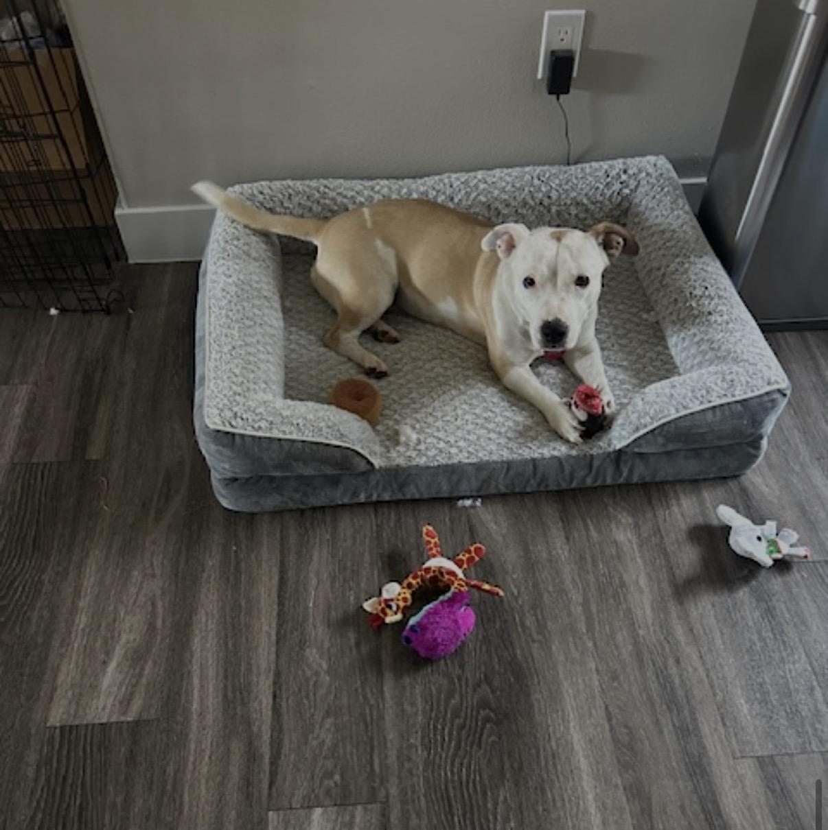 Jewel, a ADOPTABLE mixed breed in Tarzana, CA image 4/6