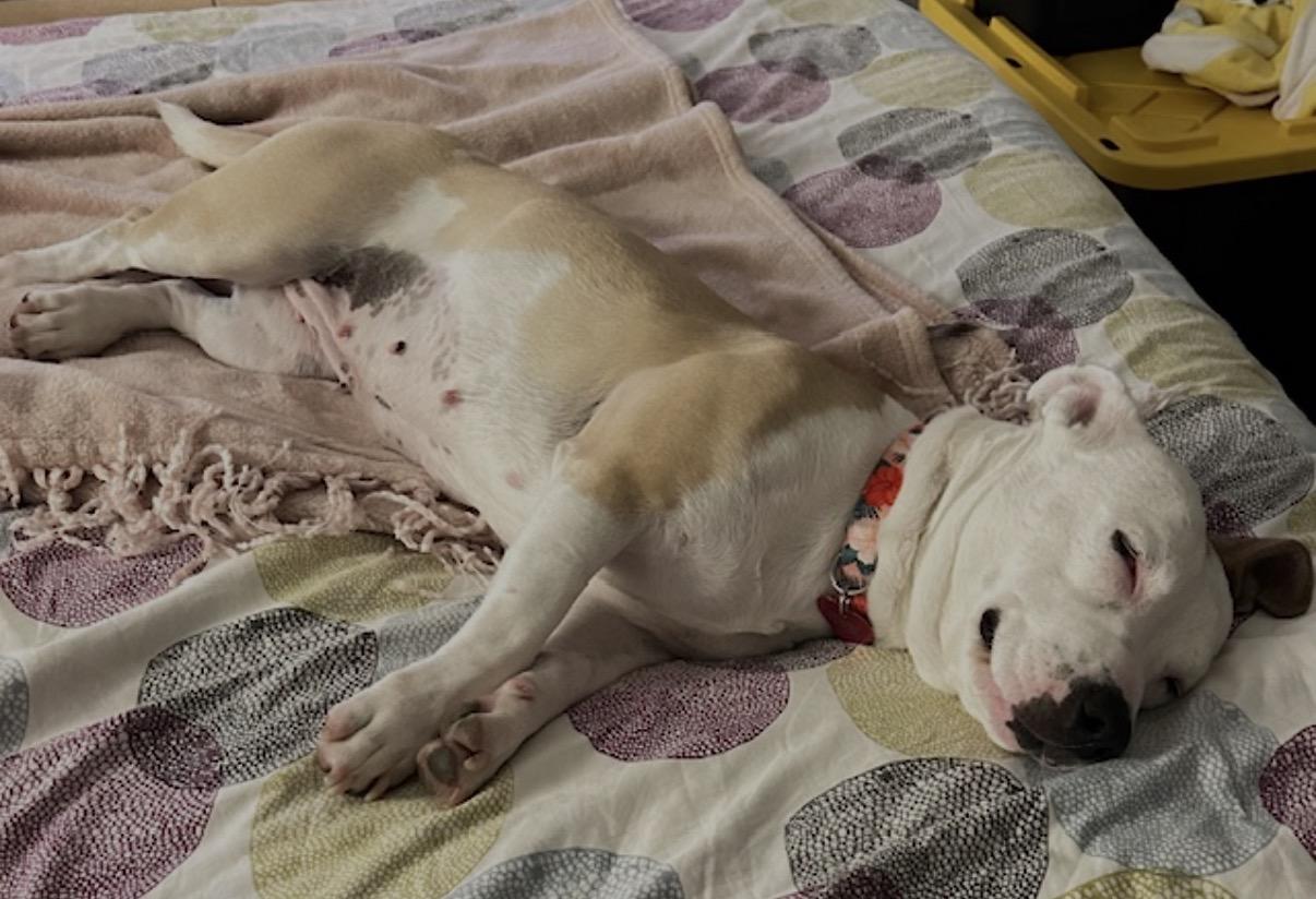 Jewel, a ADOPTABLE mixed breed in Tarzana, CA image 3/6