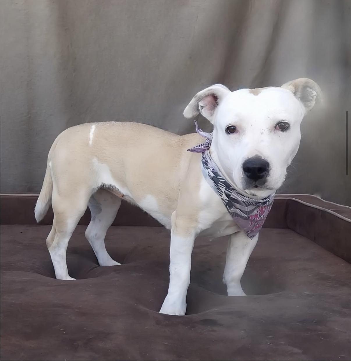 Jewel, a ADOPTABLE mixed breed in Tarzana, CA image 2/6