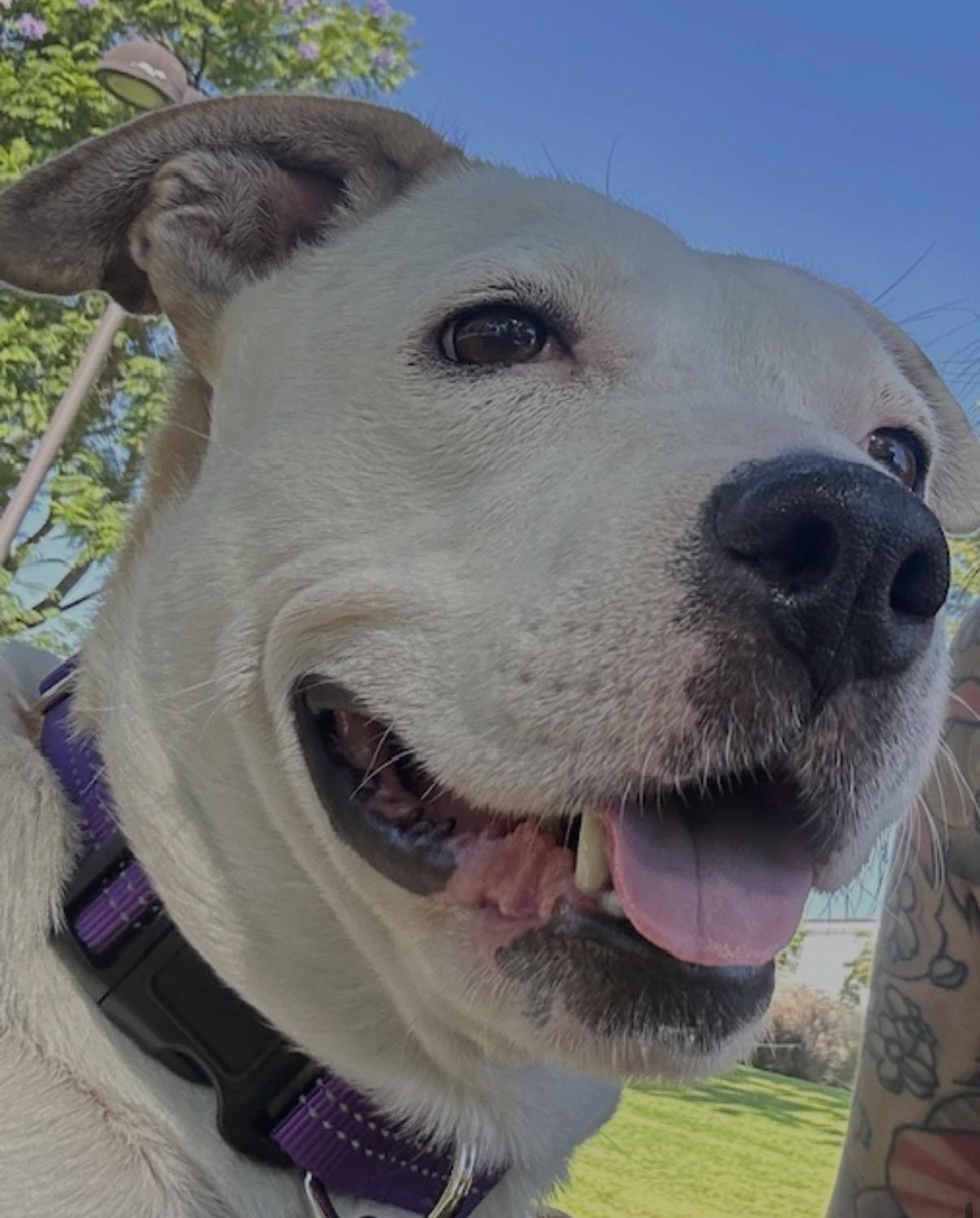 Jewel, a ADOPTABLE mixed breed in Tarzana, CA image 1/6