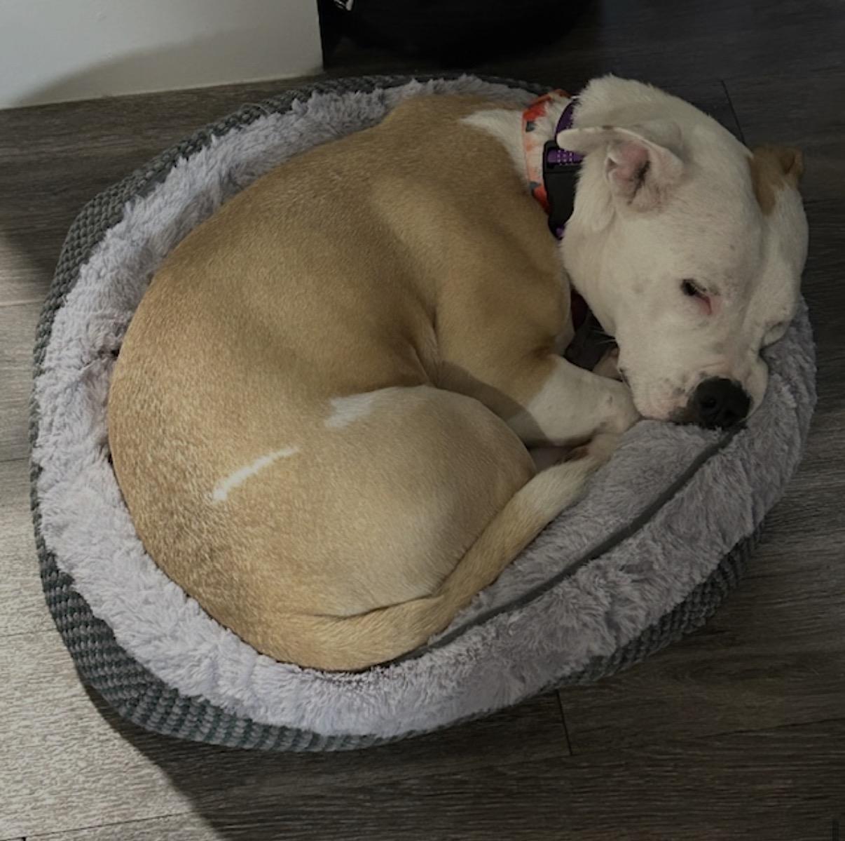 Jewel, a ADOPTABLE mixed breed in Tarzana, CA image 5/6