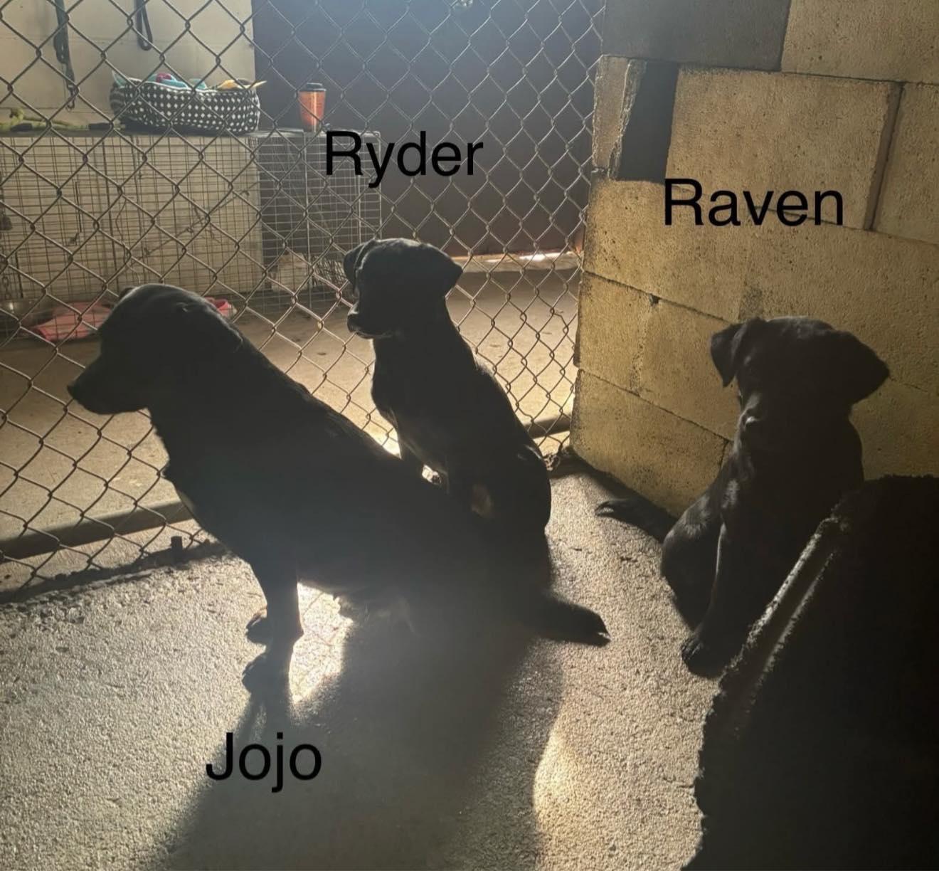 Enlarge Raven, a ADOPTABLE mixed breed in Seth, WV image 2/2