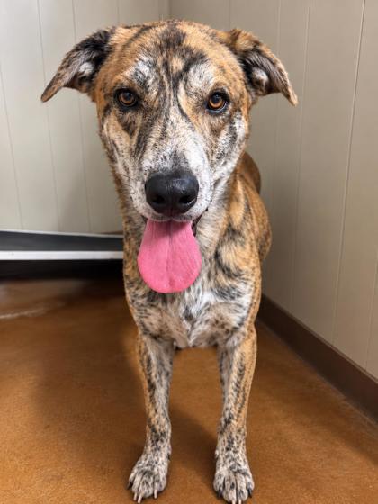 Tyga, Adoptable, Young Male Shepherd.