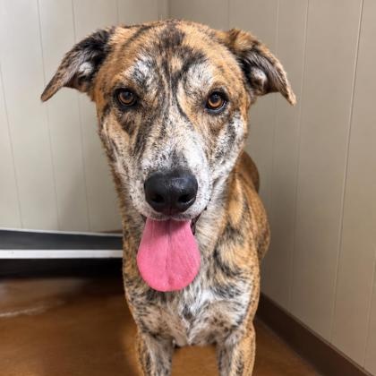 Enlarge Tyga, a Adoptable Shepherd in Winfield, KS image 1/1