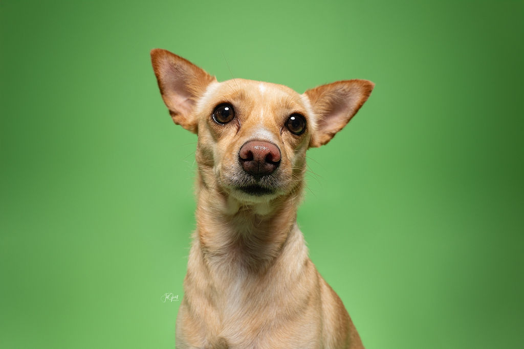 Enlarge Peaches, an adopted Chihuahua in Hempstead, TX image 4/4