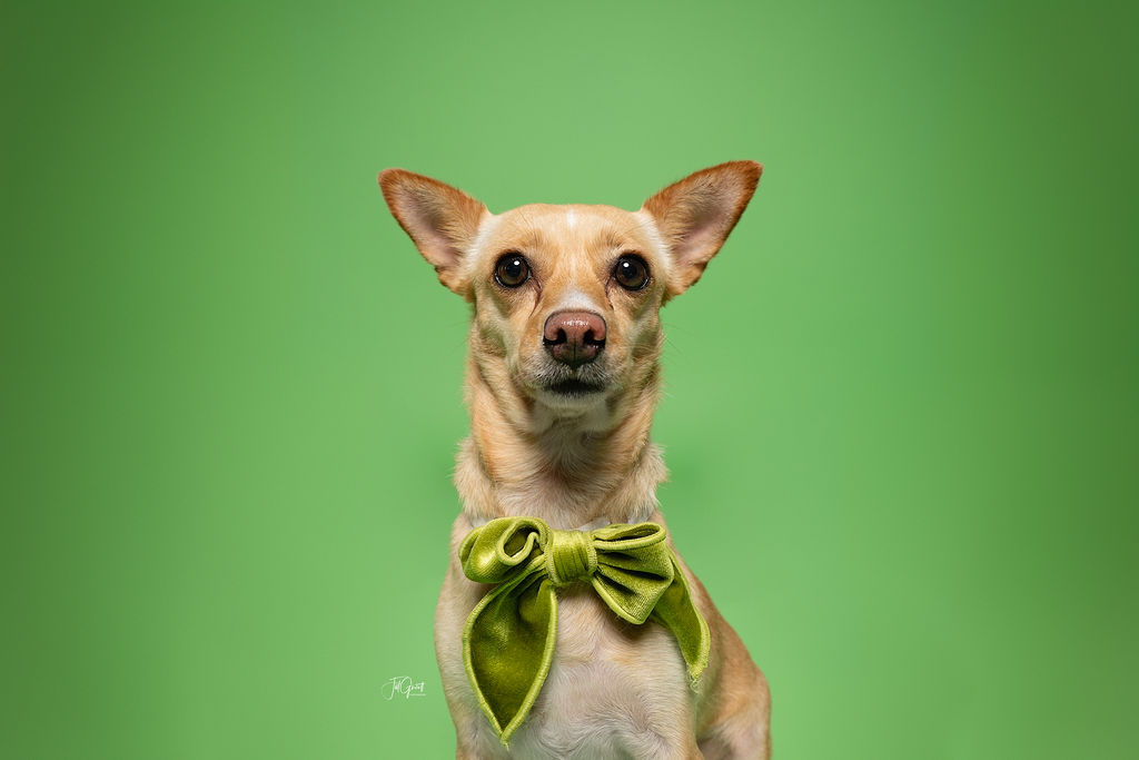 Enlarge Peaches, an adopted Chihuahua in Hempstead, TX image 1/4