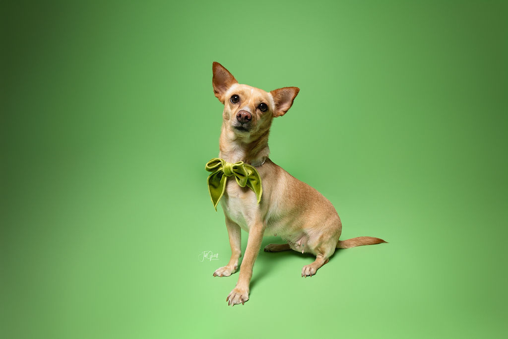 Enlarge Peaches, an adopted Chihuahua in Hempstead, TX image 2/4