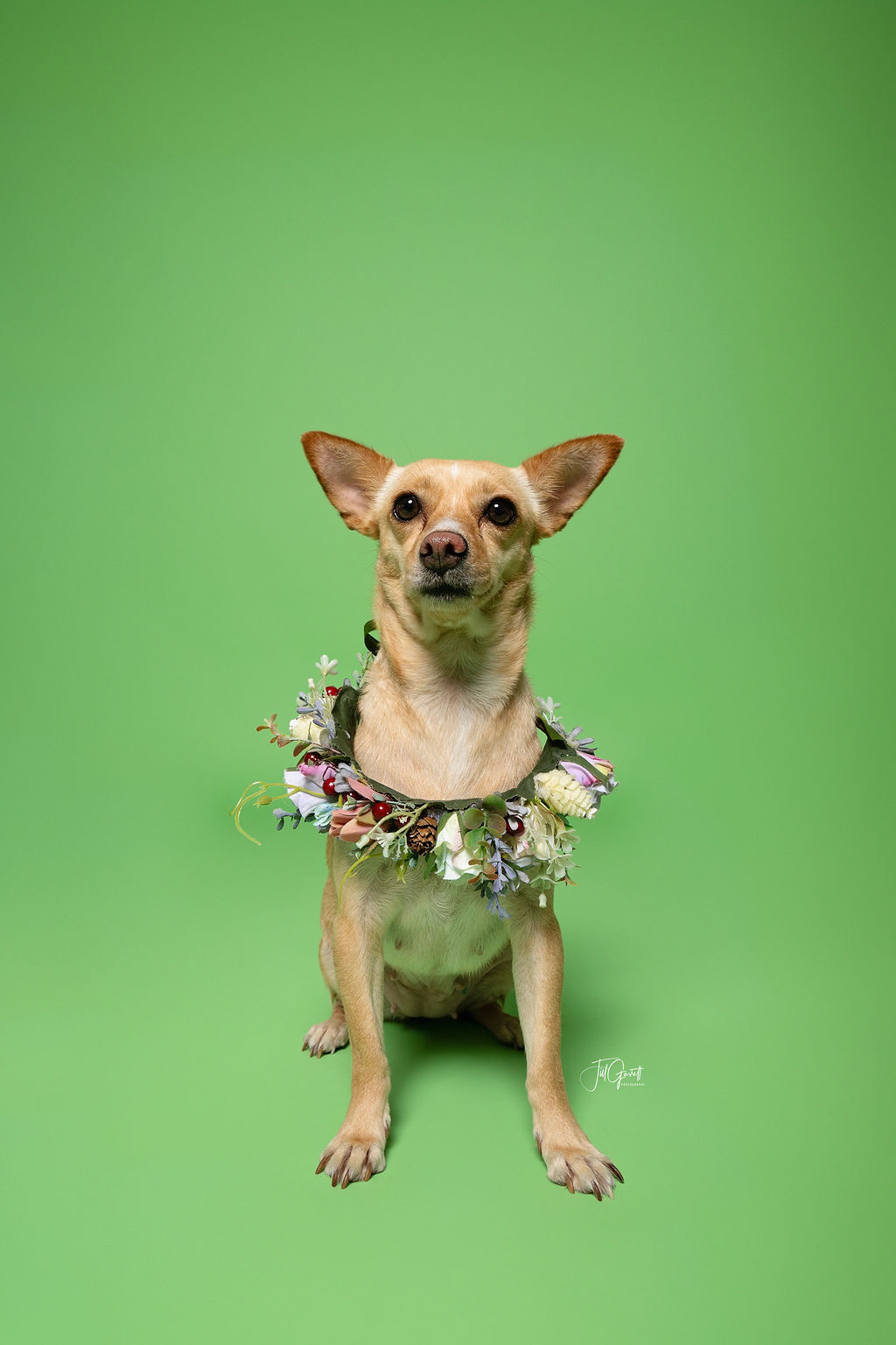 Enlarge Peaches, an adopted Chihuahua in Hempstead, TX image 3/4