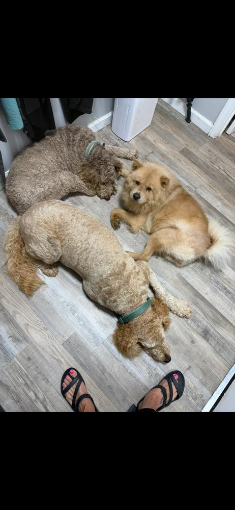 Honey Bear, ADOPTABLE, Adult • Female, Chow Chow.