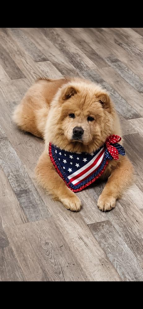 Enlarge Honey Bear, a Adoptable Chow Chow in Chattanooga, TN image 2/4