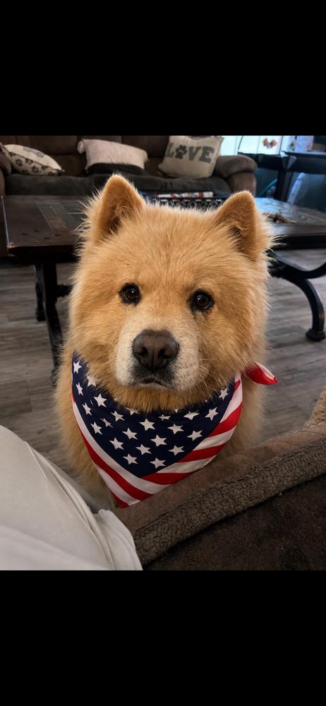 Enlarge Honey Bear, a Adoptable Chow Chow in Chattanooga, TN image 3/4