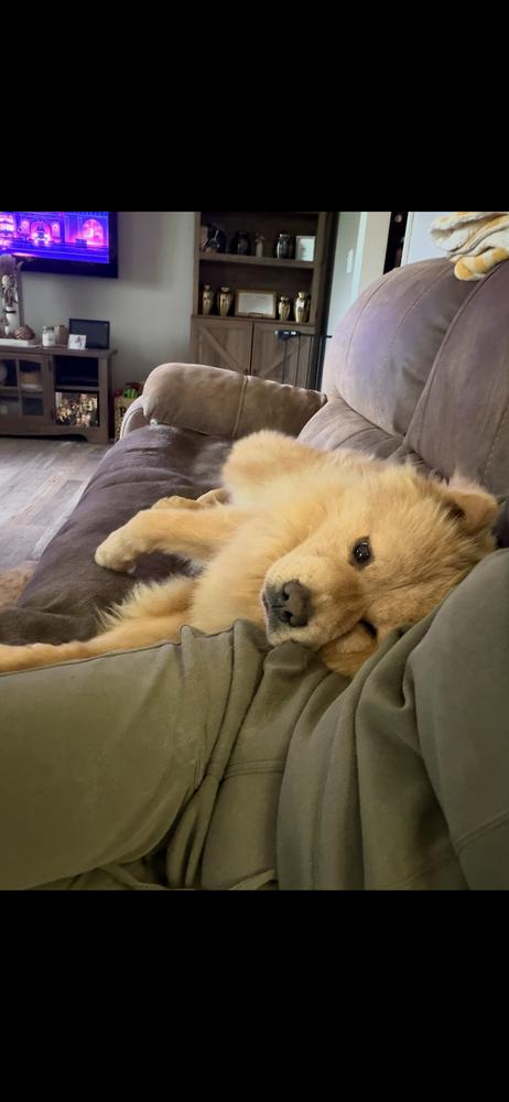 Enlarge Honey Bear, a Adoptable Chow Chow in Chattanooga, TN image 4/4