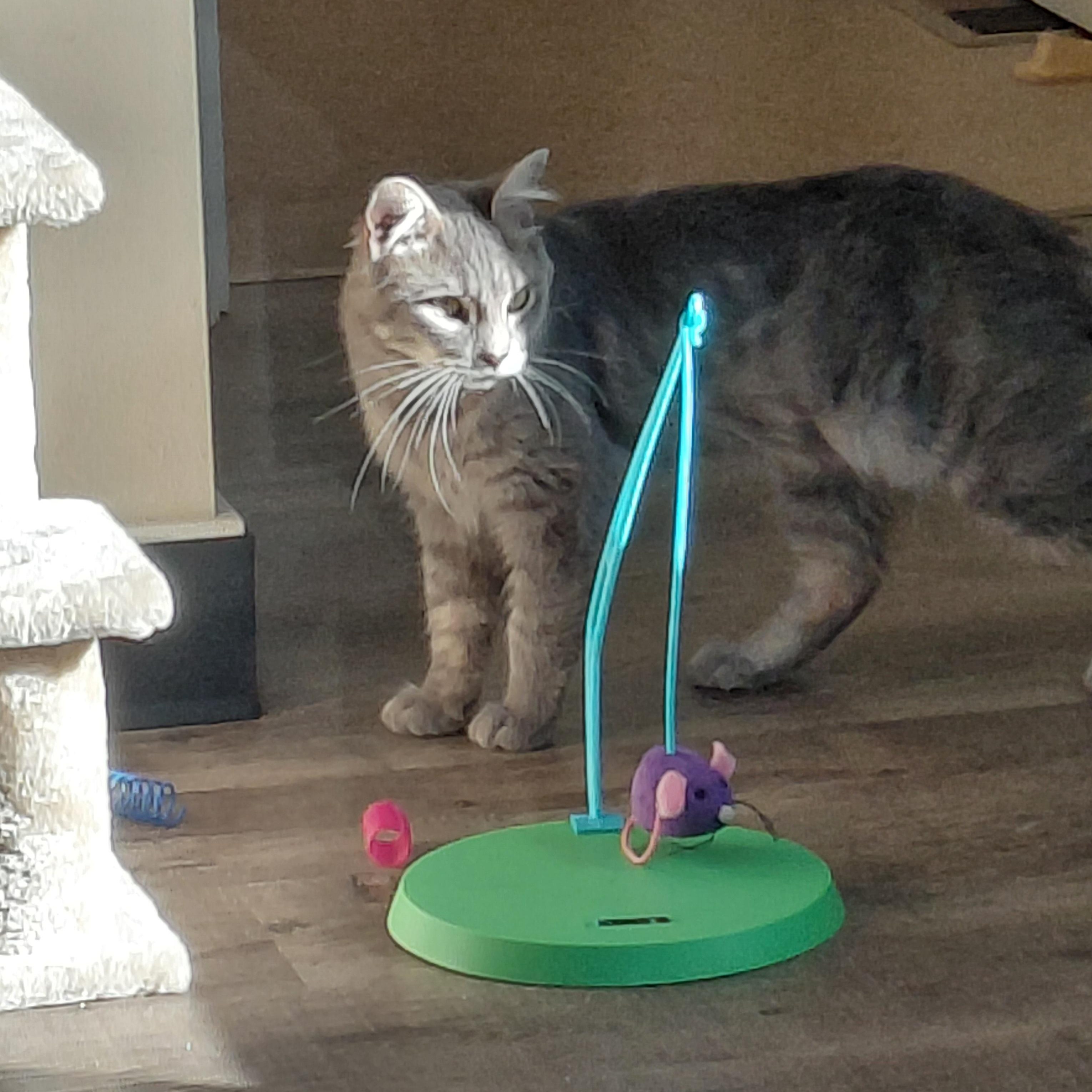 Enlarge MISTER-(ch), a Adopted mixed breed in Burlington, WA image 3/6