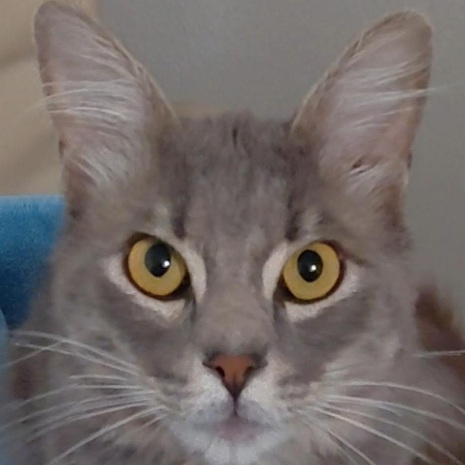 Enlarge MISTER-(ch), a Adopted mixed breed in Burlington, WA image 2/6