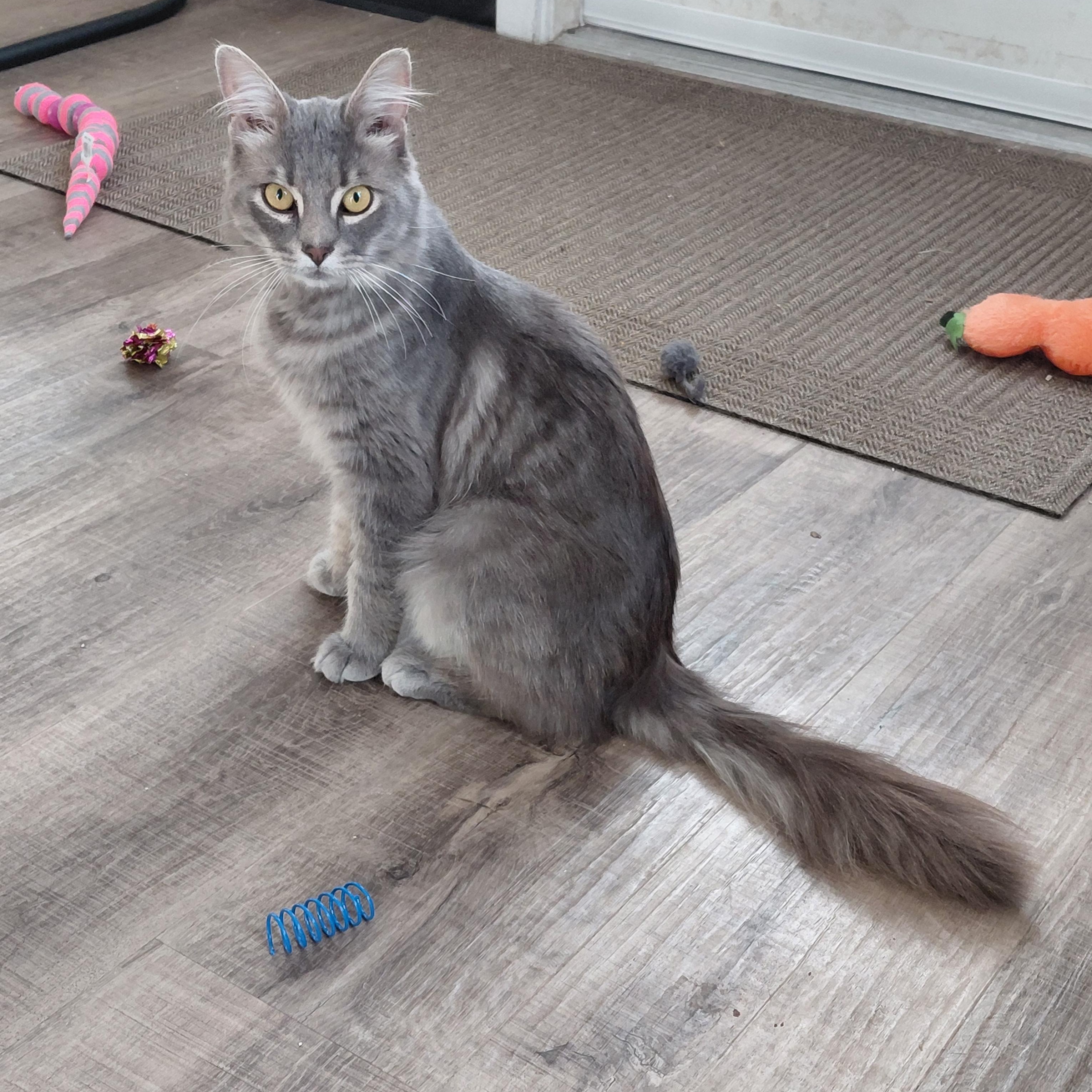 MISTER-(ch), Adopted, Adult Male Domestic Medium Hair & Tabby.