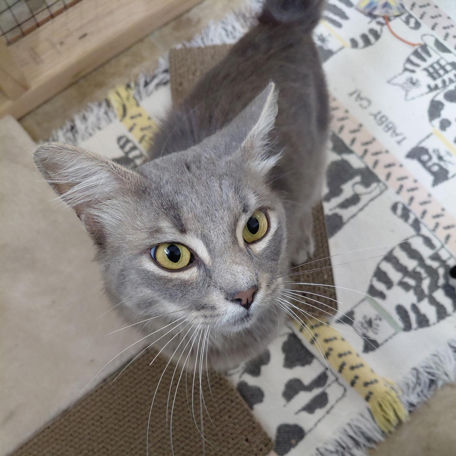 Enlarge MISTER-(ch), a Adopted mixed breed in Burlington, WA image 4/6