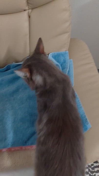 Enlarge MISTER-(ch), a Adopted mixed breed in Burlington, WA video 6/6