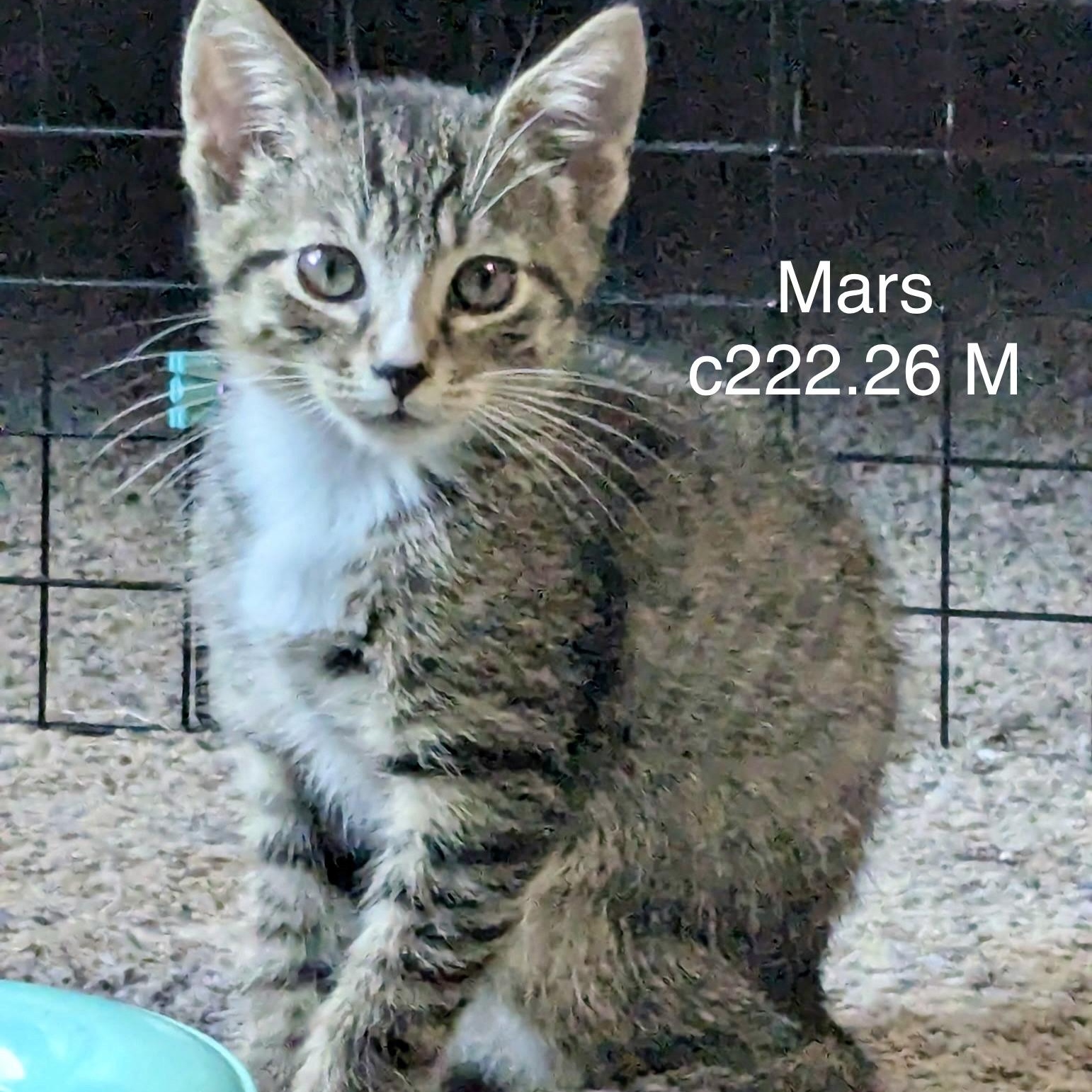 Foster Mars, Adoptable, Kitten Male Domestic Short Hair & Tiger.