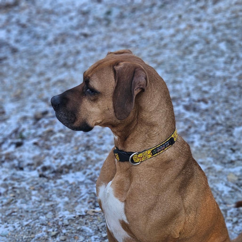 Jax, Adoptable, Senior Male Redbone Coonhound & Boxer.