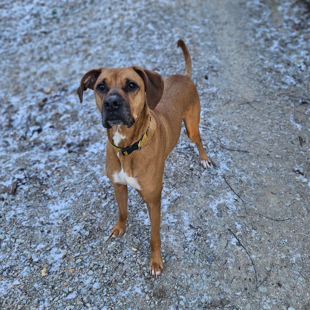 Jax, Adoptable, Senior Male Redbone Coonhound & Boxer.