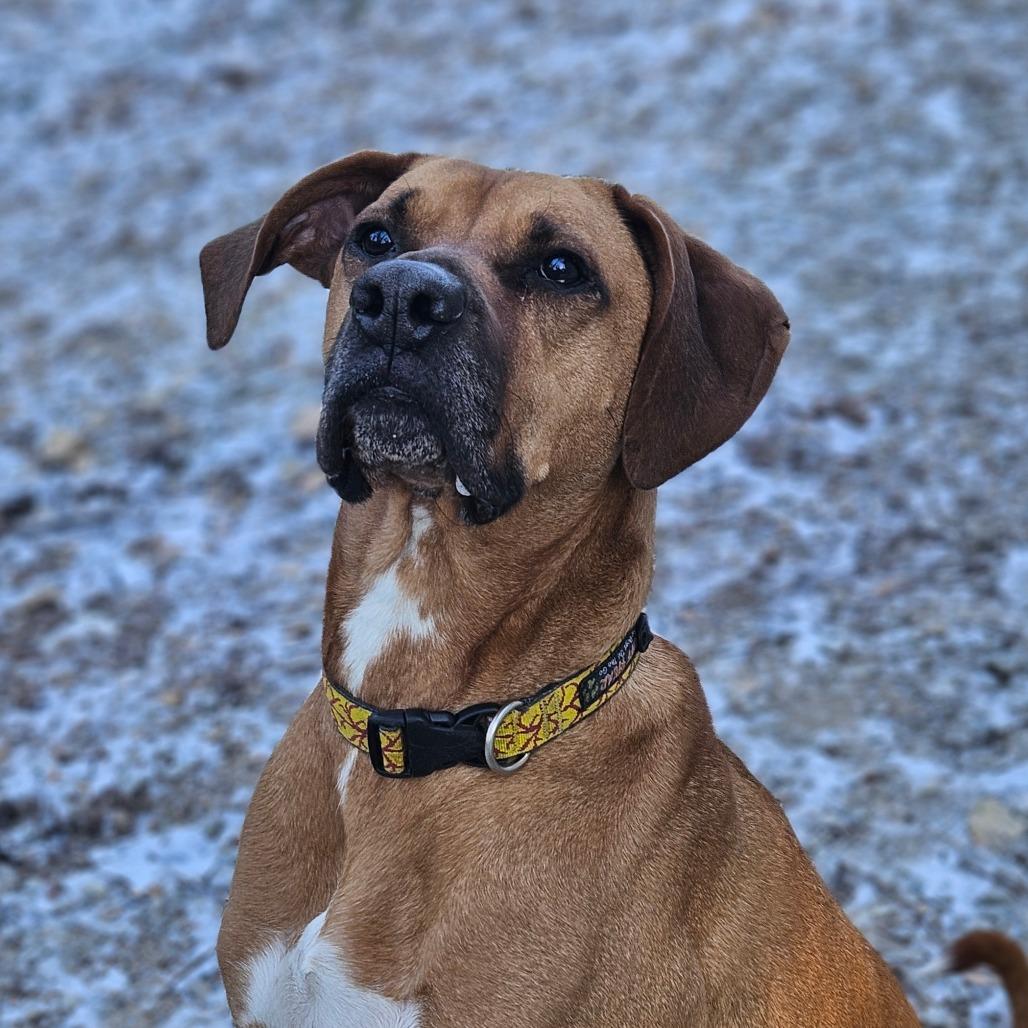 Enlarge Jax, a Adoptable mixed breed in Springfield, MO image 3/6