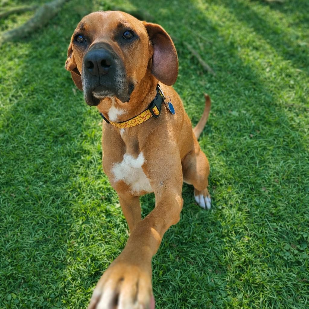 Enlarge Jax, a Adoptable mixed breed in Springfield, MO image 2/6