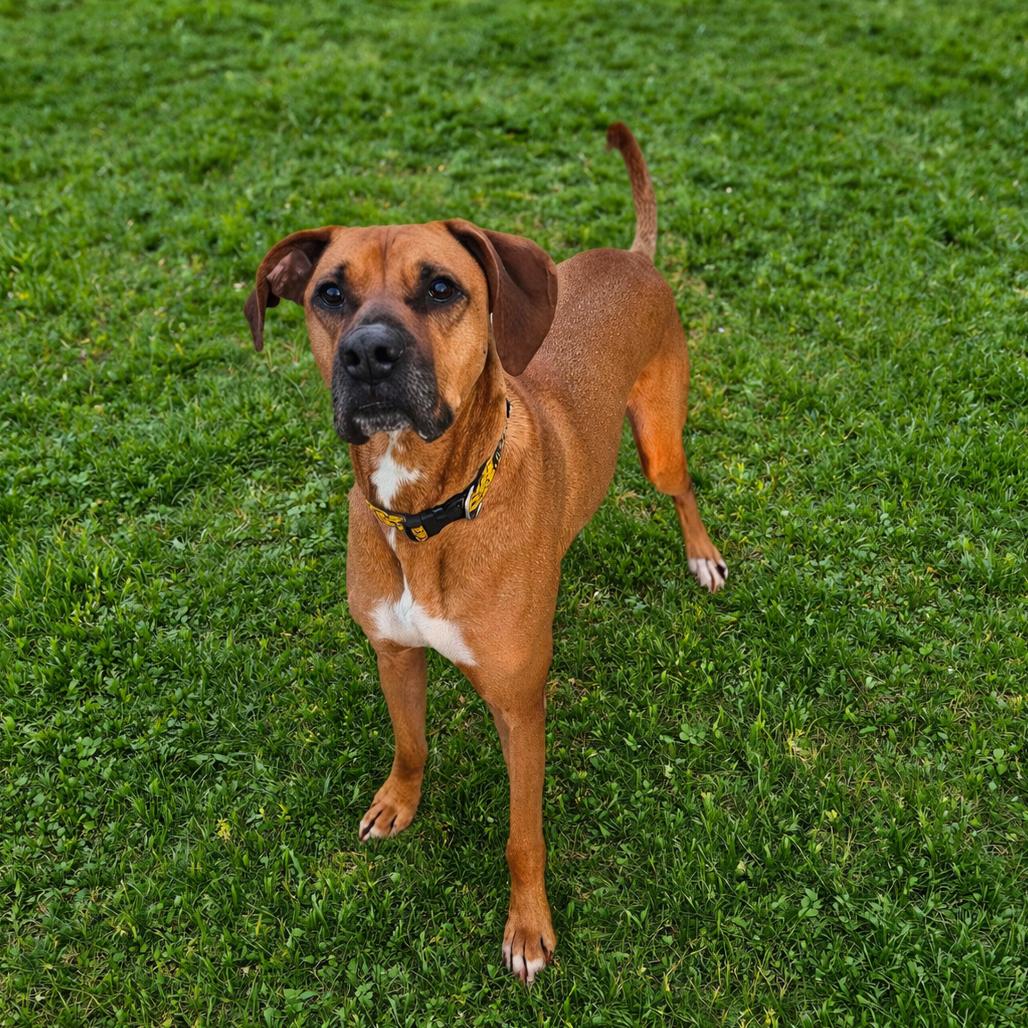 Enlarge Jax, a Adoptable mixed breed in Springfield, MO image 3/6