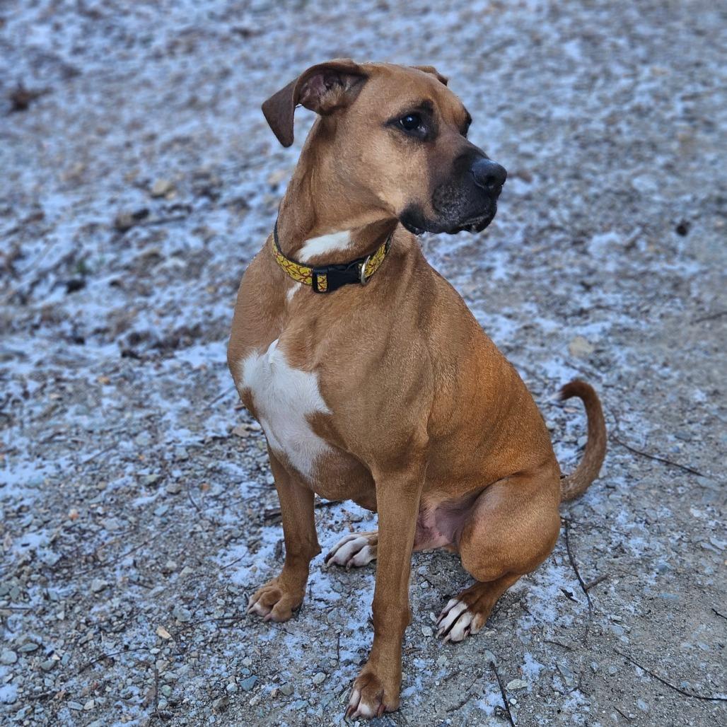 Enlarge Jax, a Adoptable mixed breed in Springfield, MO image 4/6