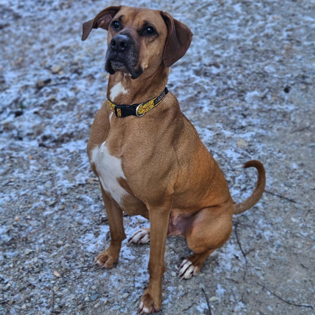 Enlarge Jax, a Adoptable mixed breed in Springfield, MO image 5/6