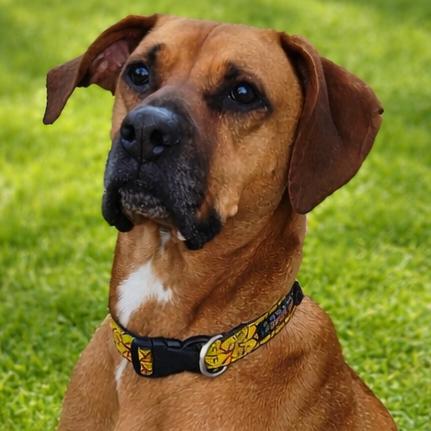 Enlarge Jax, a Adoptable mixed breed in Springfield, MO image 5/6