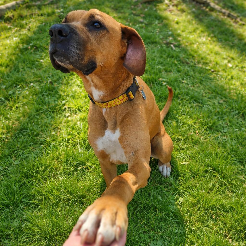 Enlarge Jax, a Adoptable mixed breed in Springfield, MO image 6/6