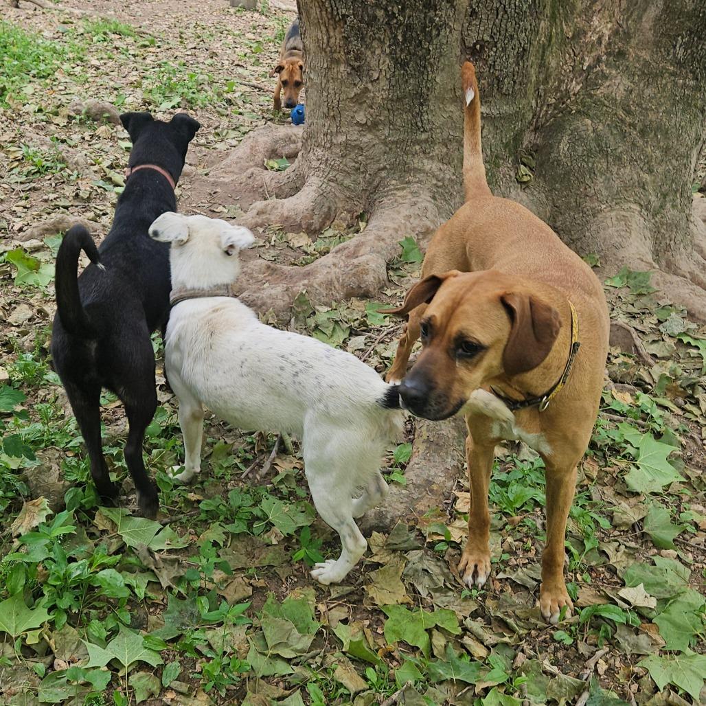 Enlarge Jax, a Adoptable mixed breed in Springfield, MO image 6/6