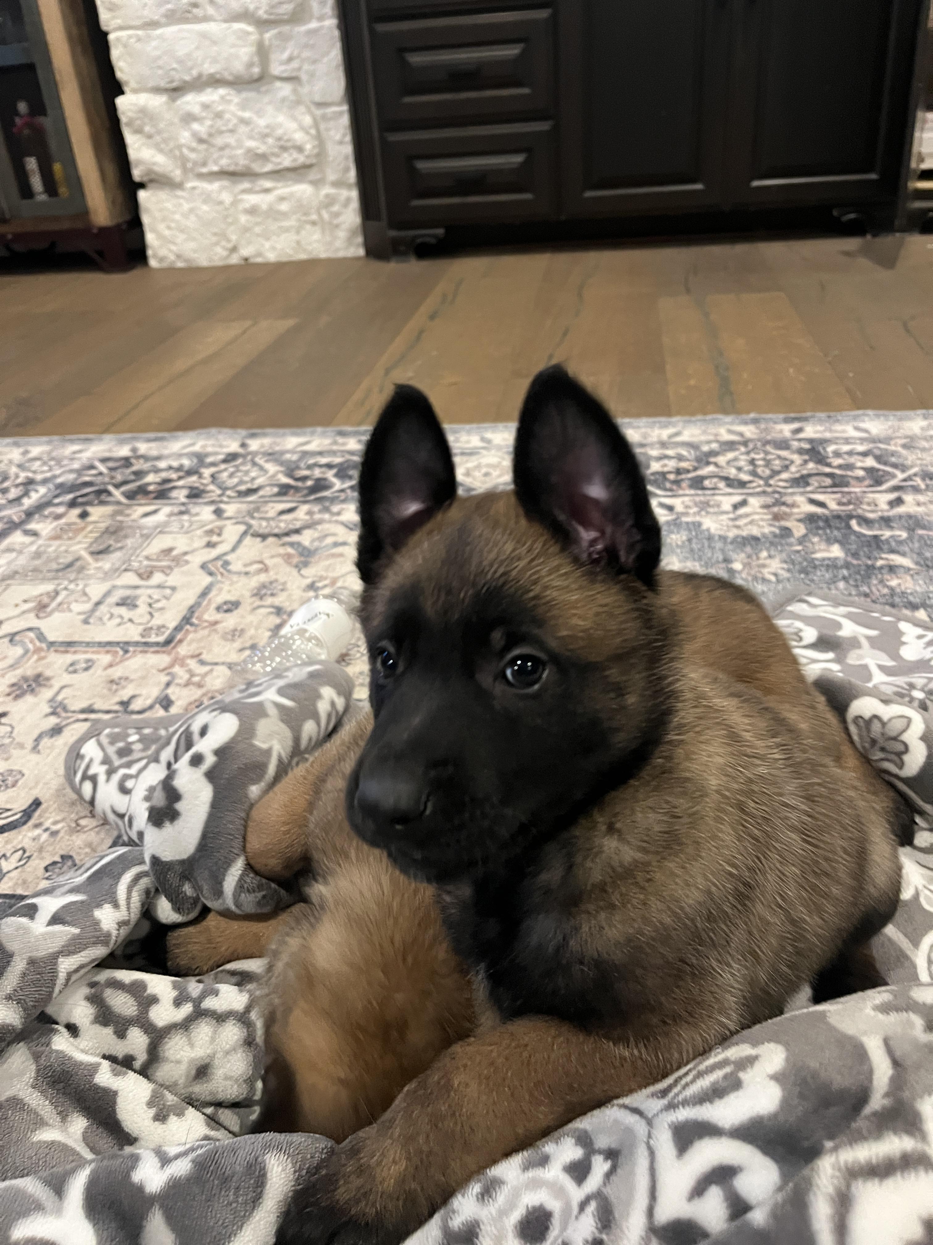 Winter Weather Litter’s Frost, Adopted, Young Male Belgian Shepherd / Malinois.