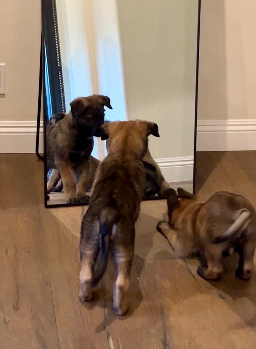 Winter Weather Litter’s Frost, a Adopted Belgian Shepherd / Malinois in Vancouver, WA image 2/6