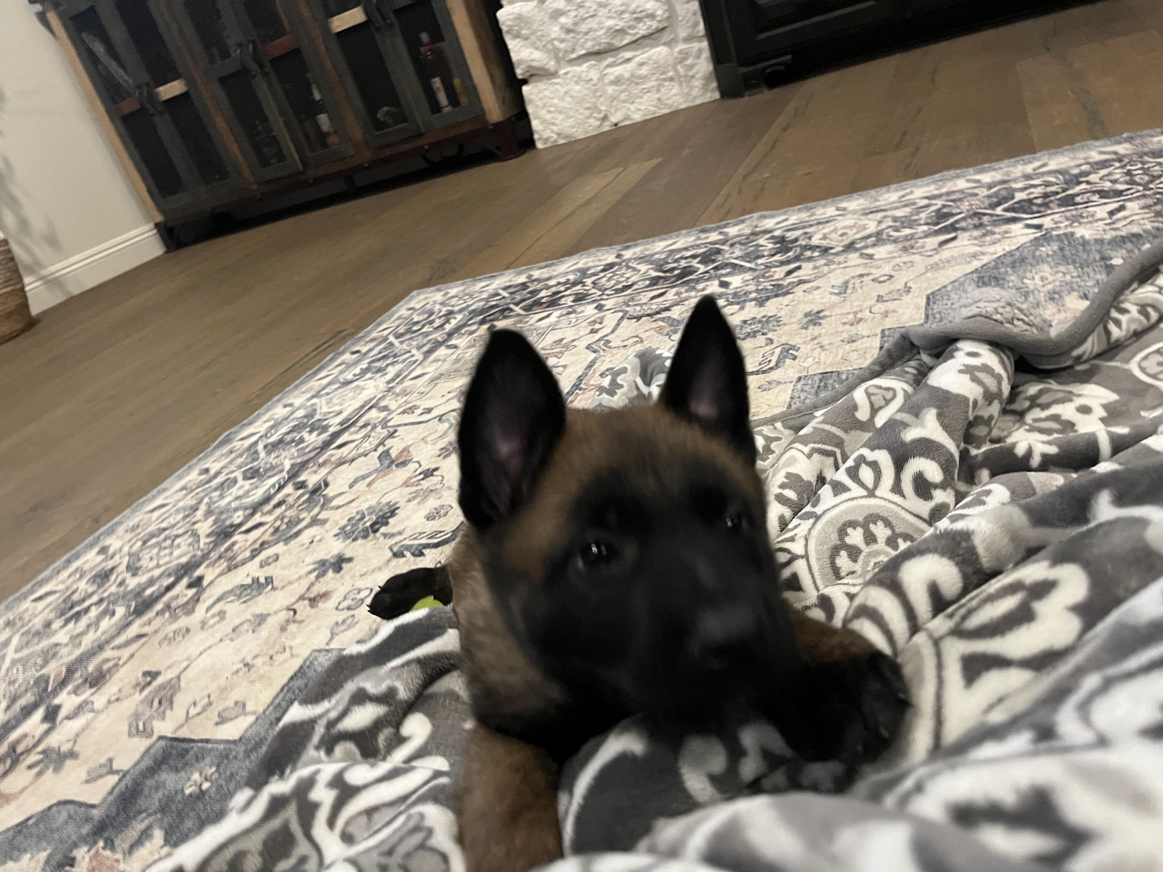 Winter Weather Litter’s Frost, a Adopted Belgian Shepherd / Malinois in Vancouver, WA image 3/6