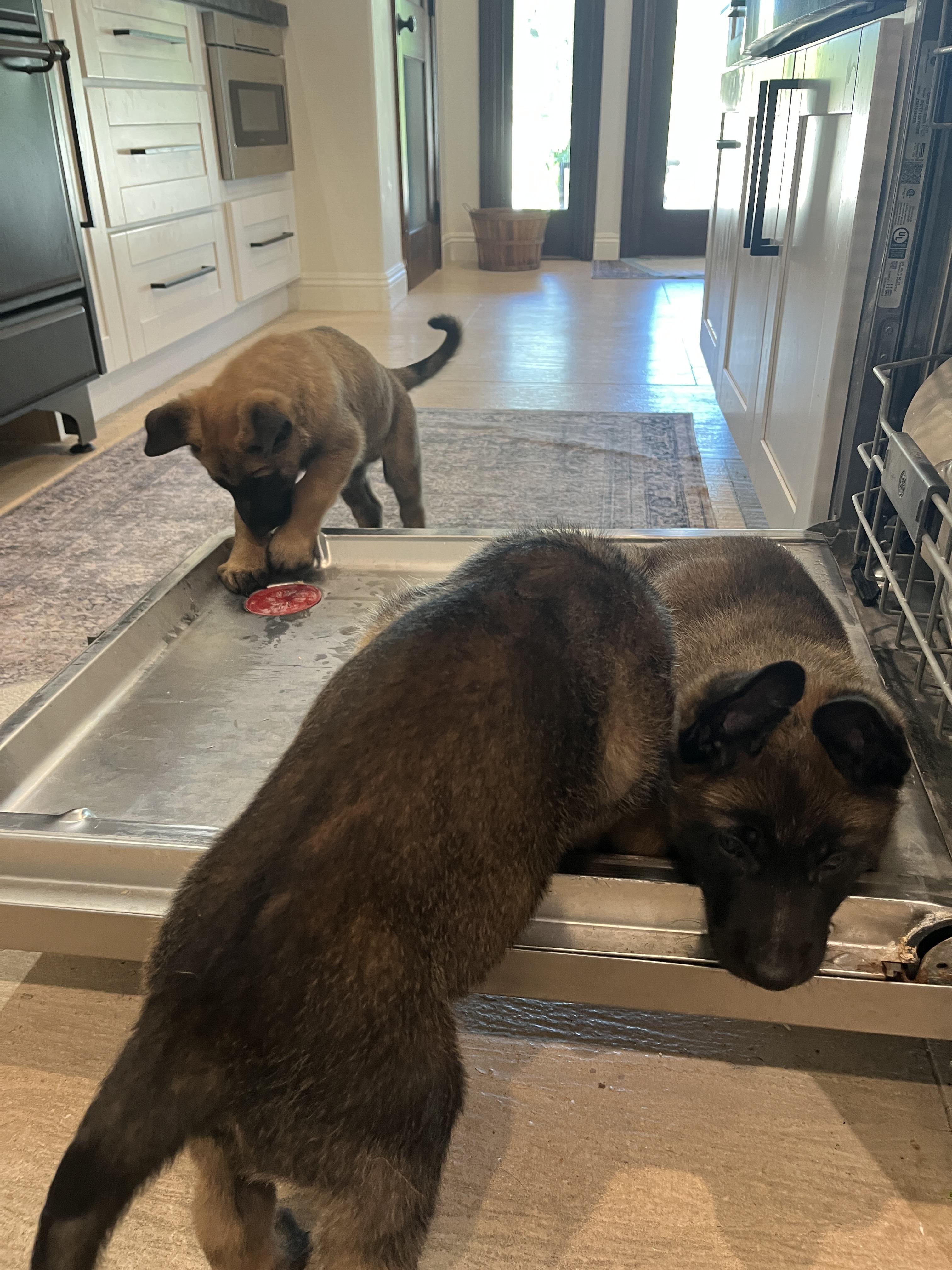 Winter Weather Litter’s Frost, a Adopted Belgian Shepherd / Malinois in Vancouver, WA image 4/6