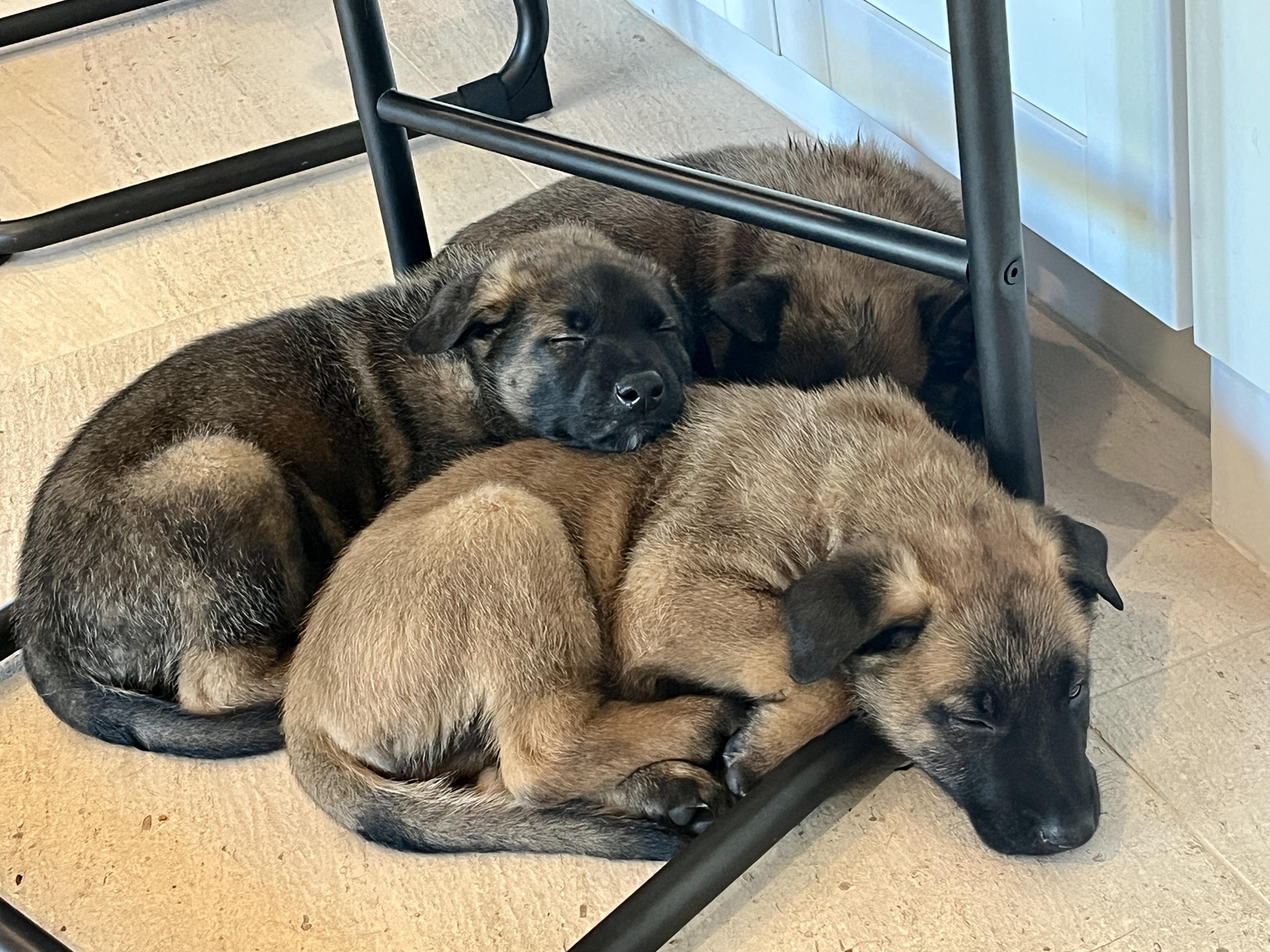 Winter Weather Litter’s Frost, a Adopted Belgian Shepherd / Malinois in Vancouver, WA image 5/6