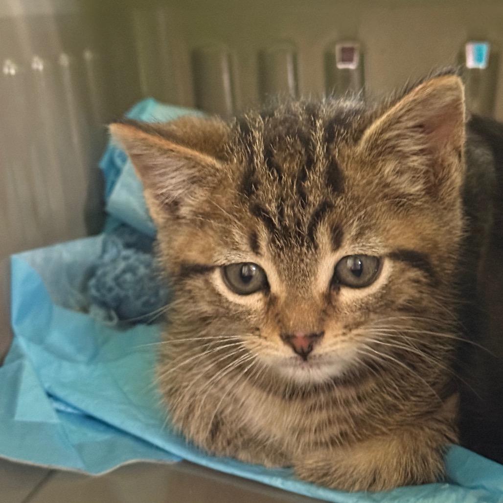 Goldfish, adopted, Kitten Male Domestic Short Hair.