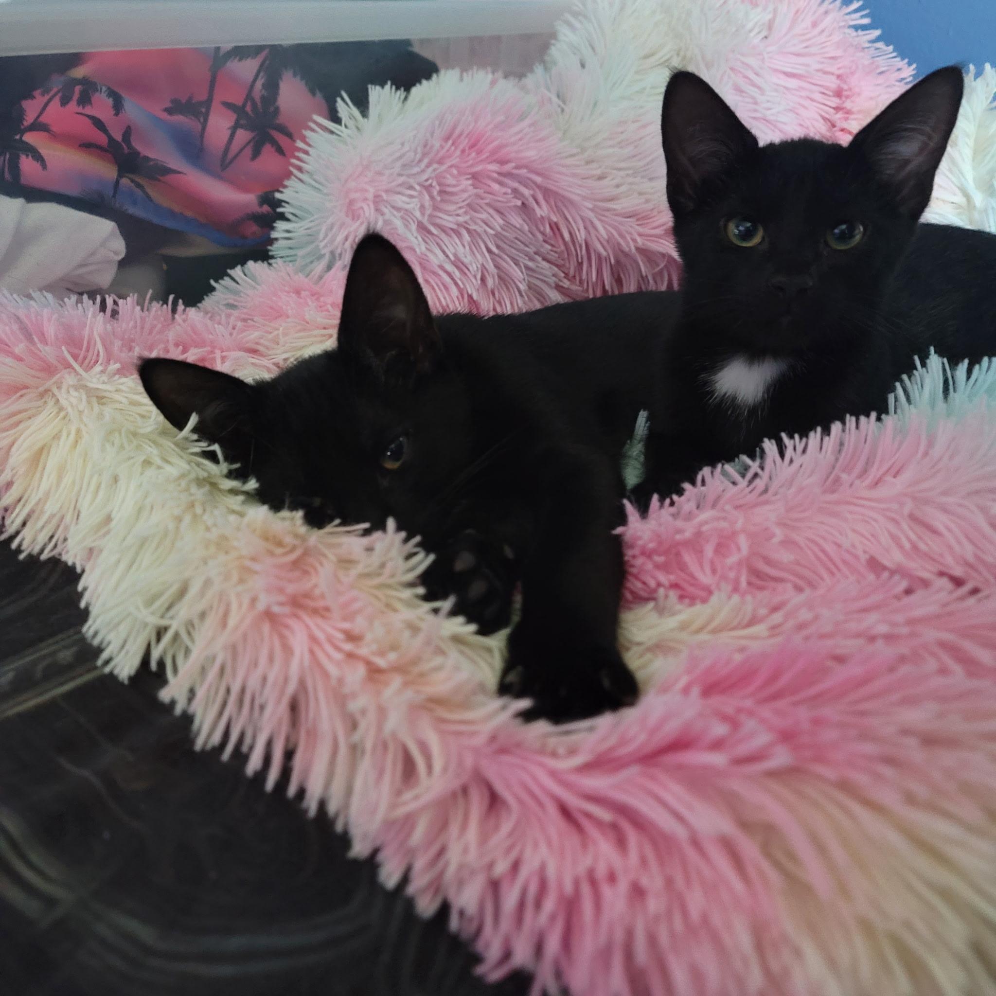 Enlarge Kodo the Cuteness, a ADOPTABLE American Shorthair in New York, NY image 2/2