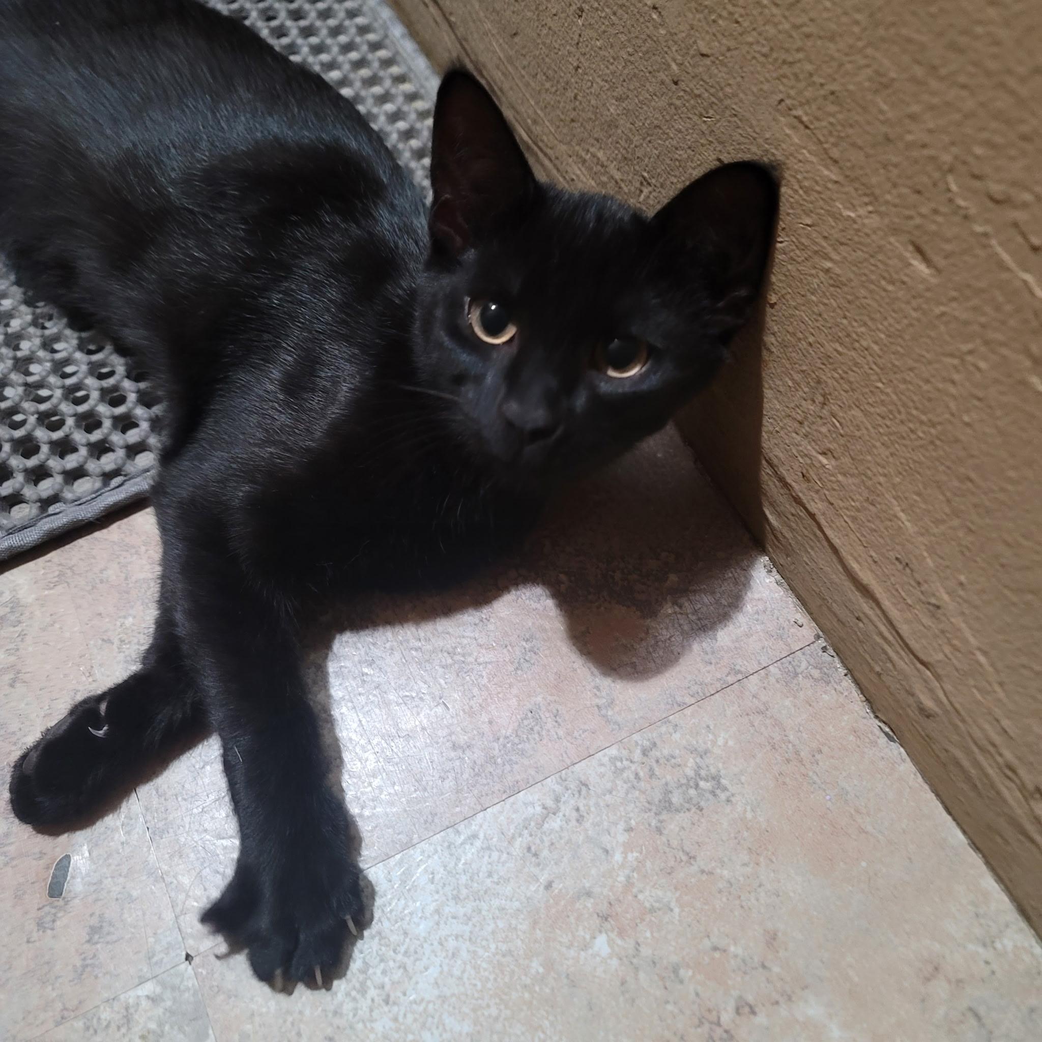 Kodo the Cuteness, ADOPTABLE, Young Male American Shorthair.