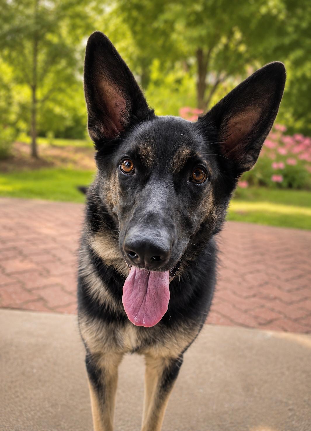 Greta, ADOPTABLE, Young Female German Shepherd Dog.
