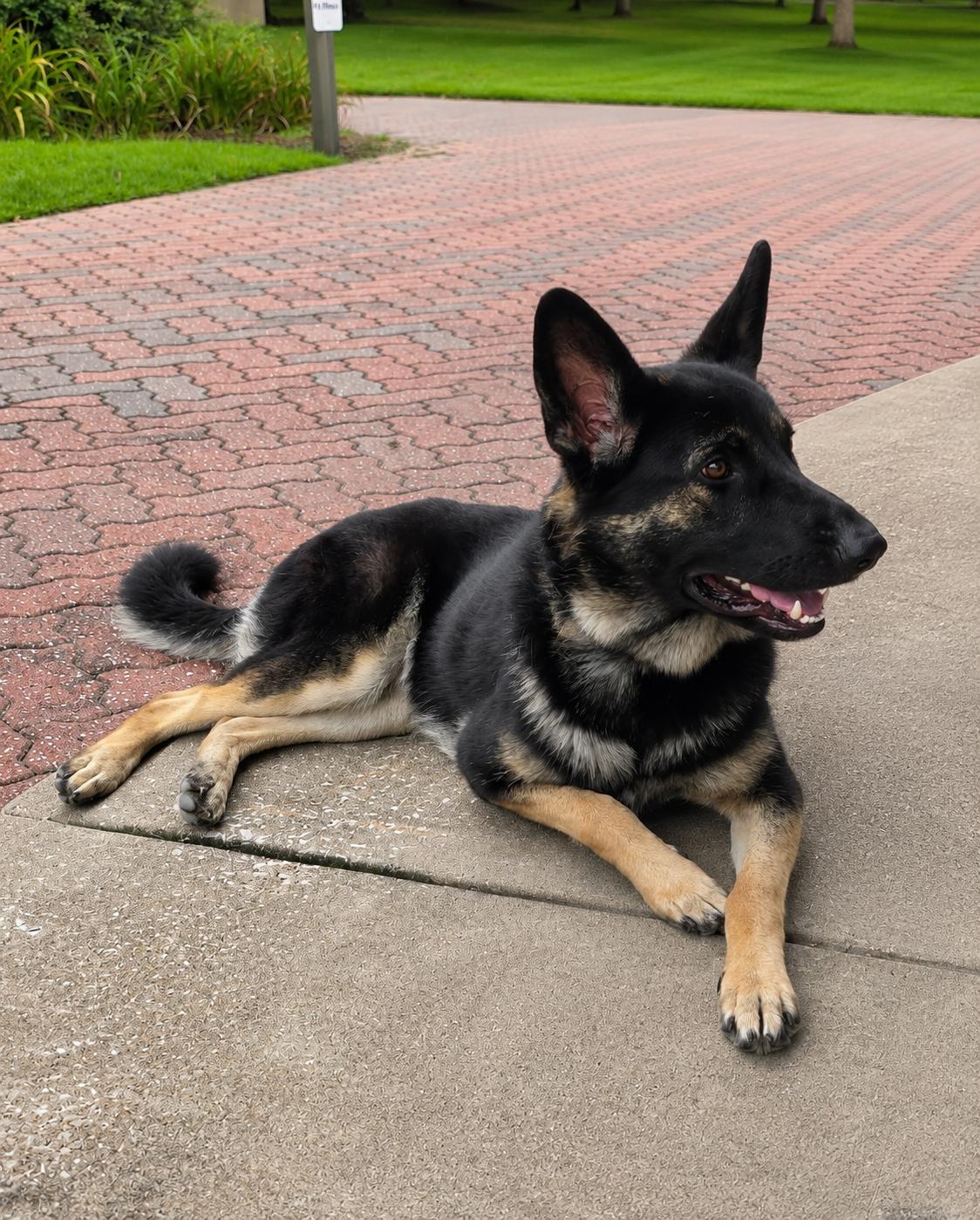 Greta, a ADOPTABLE German Shepherd Dog in Chesterfield, MO image 3/3