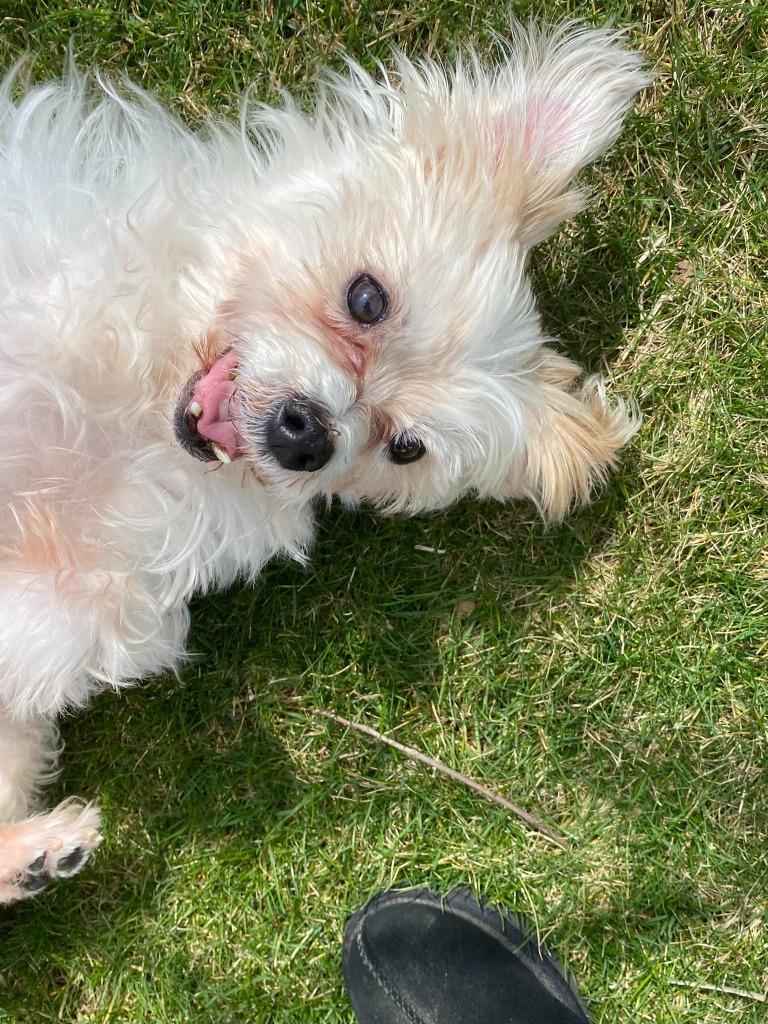 Enlarge GIZMO, a Adoptable mixed breed in Wintersville, OH image 1/2