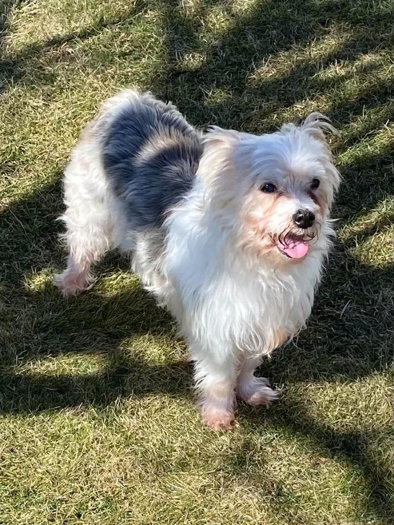 Enlarge GIZMO, a Adoptable mixed breed in Wintersville, OH image 2/2