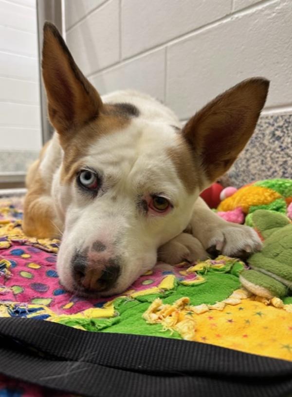 Gigi, Adoptable, Adult Female Siberian Husky.