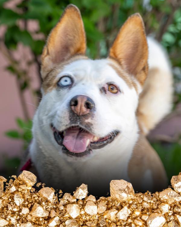 Gigi, Adoptable, Adult Female Siberian Husky.