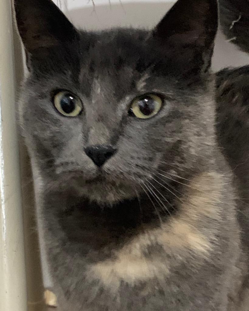 Bertie, Adoptable, Young Female Domestic Short Hair.